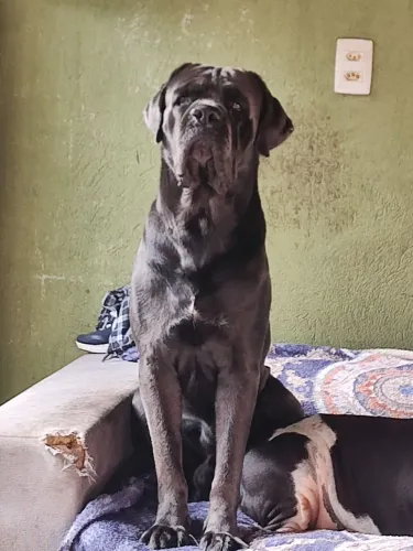 Procuró namorada