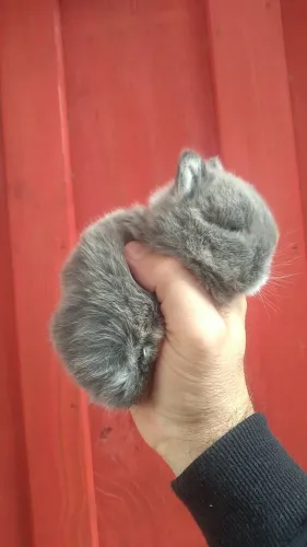 Coelho netherland dwarf top