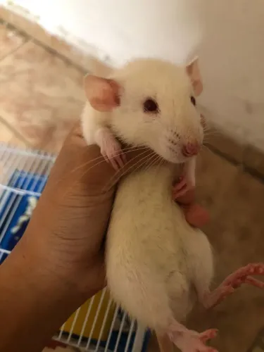 Ratinho twister