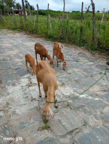 Ovelhas machos e Femias