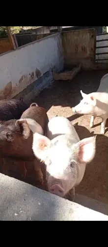 Lote de porcas penhas 3 fêmea e um cachaço