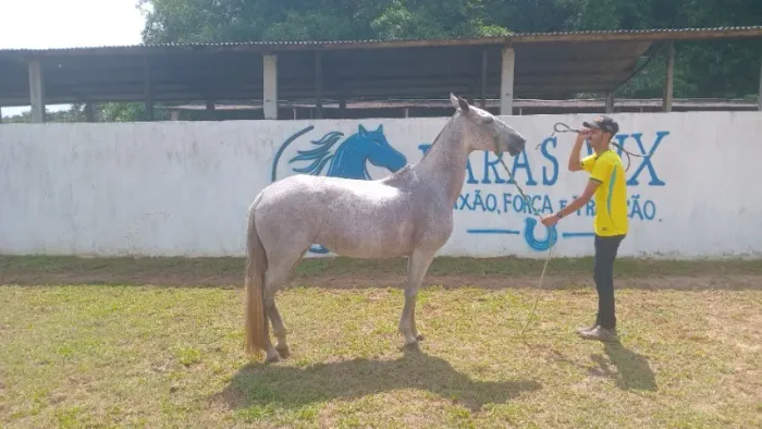 Vende-se Égua mangalarga machadora 