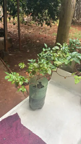 Muda de jaboticaba