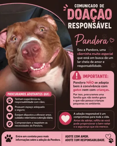 American Bully  com pitmosnter fêmea 