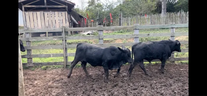 Garrotes f 1 Angus