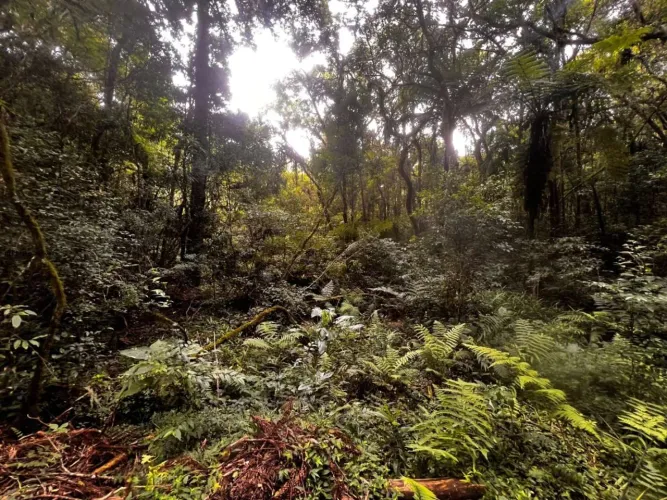 Área para Venda em São José dos Pinhais, Jurema