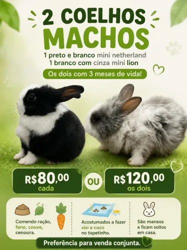 Coelhos machos