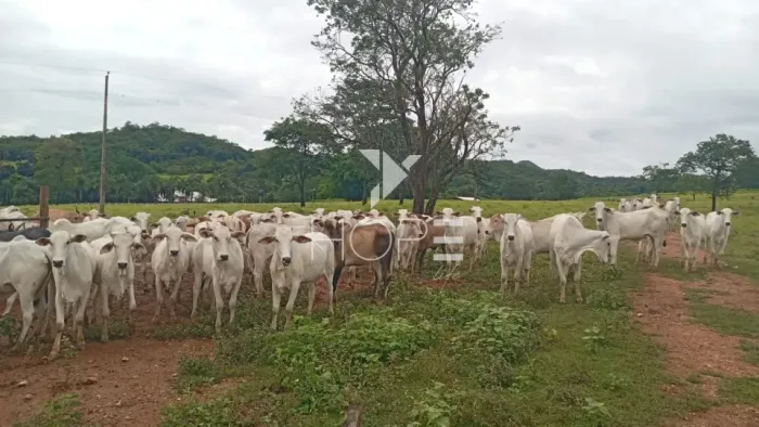 Fazenda à venda com 54 alqueires - renda com cana - mansão de luxo - dupla aptidão - próxi