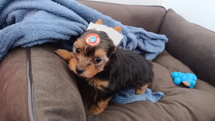 Yorkshire mini