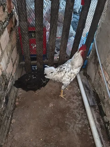 Galo GSB Branco com Salpicos cinza