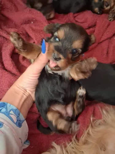 Yorkshire Terrier