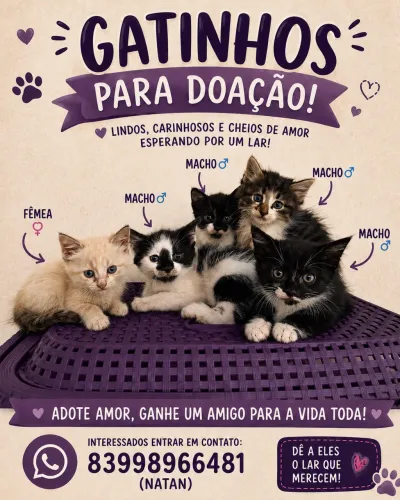 Gatinhos para doação