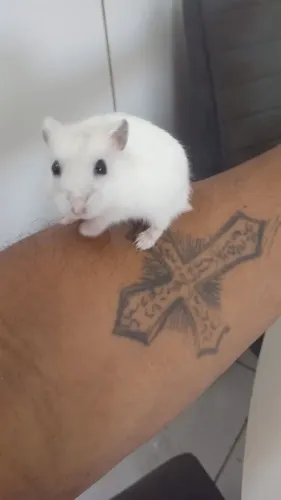 hamister anão ruso