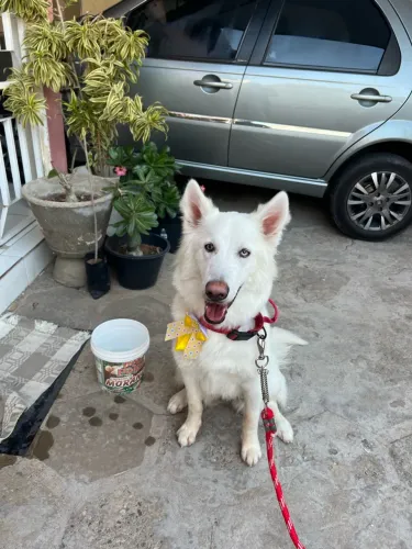 Doação Husky Siberiano