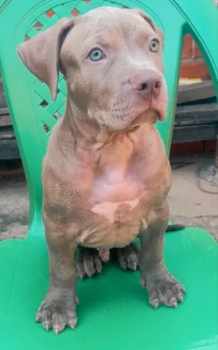 Vende-se cachorro pitbull monster pedigree puro 
