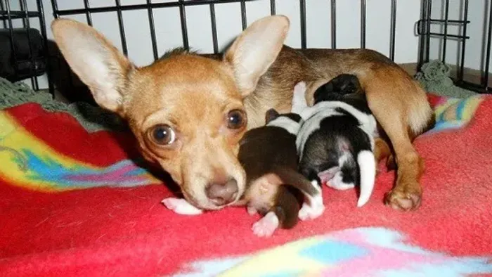 pinscher O presente perfeito para quem você ama. chama 9 9751.6491