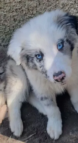 Border collie