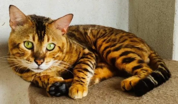 VENDO GATO BENGAL