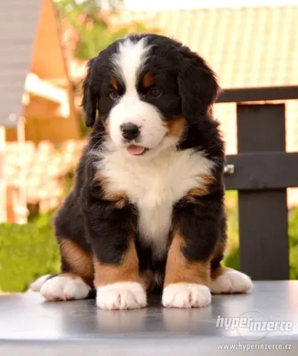 Bernese com procedência 