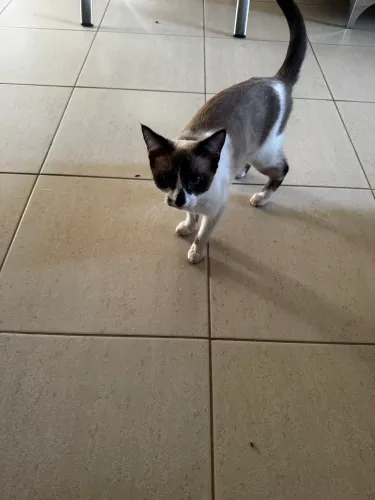 DOAÇÃO DE GATA SIAMÊS FÊMEA 