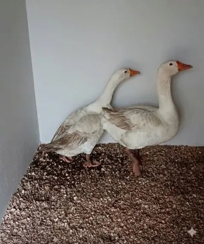 Casal de Ganso 