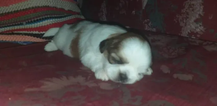 Lhasa Apso,Lhasa Apso Filhote Selecionado Alta Procedência
