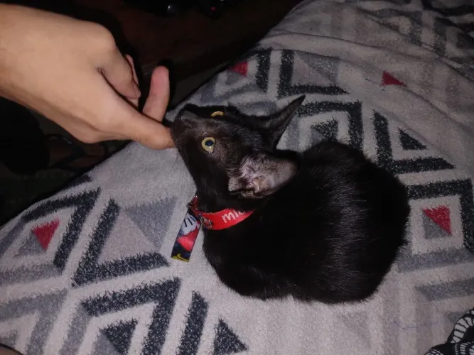 Filhote de Gato Macho
