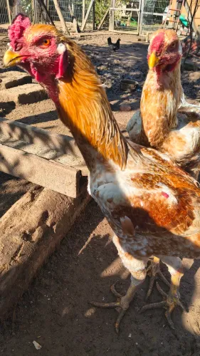 Galinha/Galo Índio Gigante