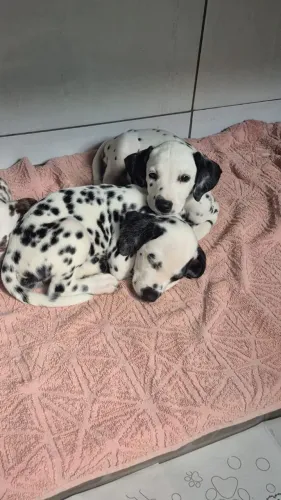 Dalmata fêmea vacinada