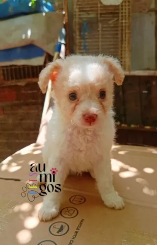 Filhotes de Poodle Toy Com Maltês .Macho.Leia a Descrição!