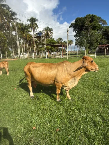 Mini vaca e mini boi -  dóceis! 