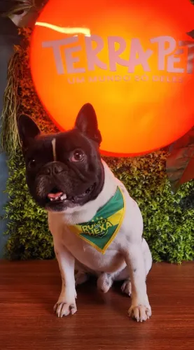 Buldogue para cobertura 