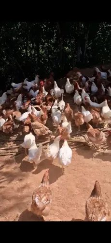 Vendo fraga poedeira 