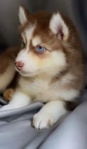 Husky siberiano femea