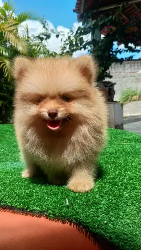Lulu disponível bevier