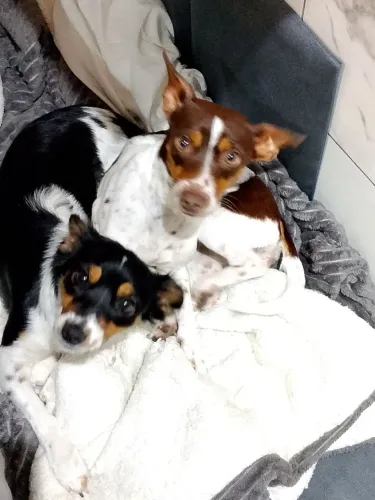 Estou doando essas cachorrinhas
