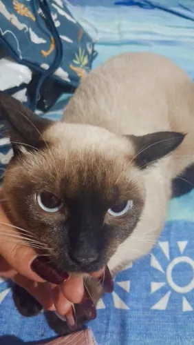 Gata siamês, raça pura.