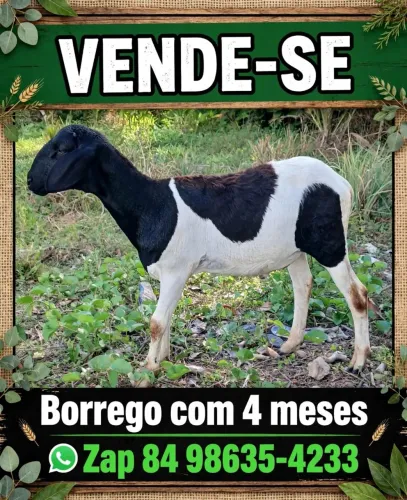 Borrego