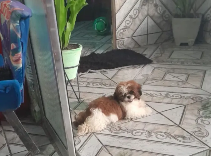 Vende-se cachorro da raça Chichz