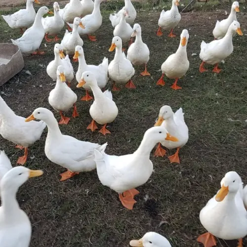 Venda de Patos e Galinha