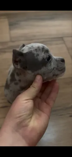 American bully