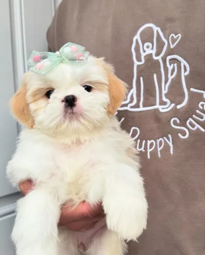 Filhotes De Shih Tzu - A Felicidade De Ter Um Filhote Te Espera !
