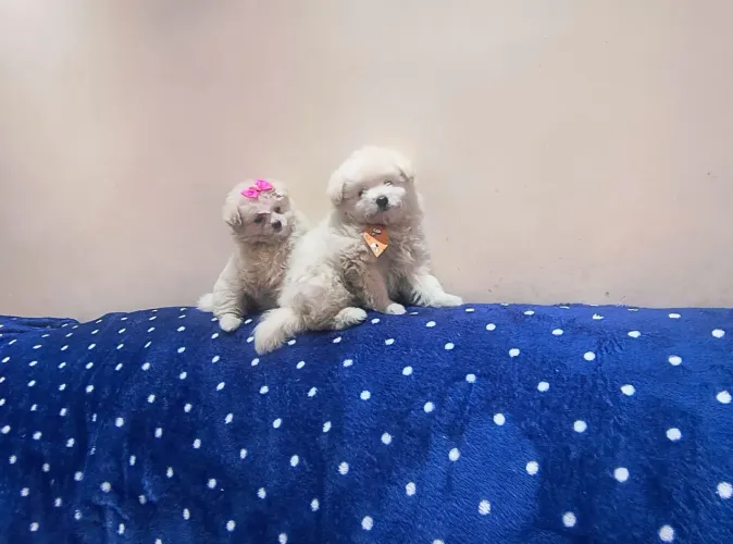 Poodle:: Fêmea, Machinho (R$1.499.OO :C/Vacina importada
