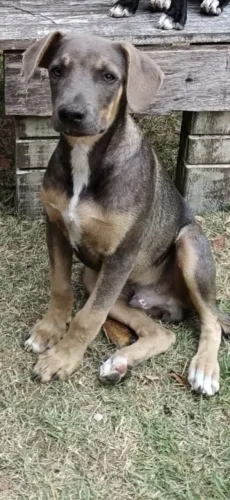 Pet adoção