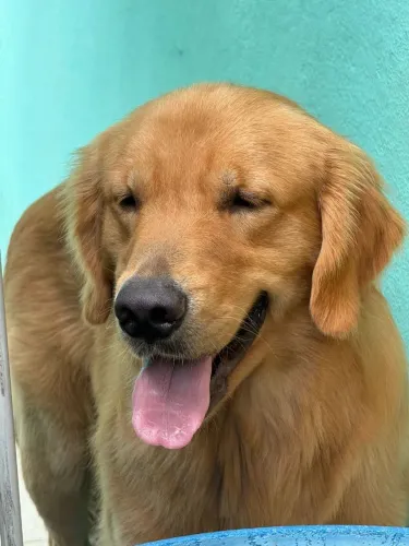 Estou doando um Golden Retriever, super bem cuidado 2,5 anos, inteligente, obediente