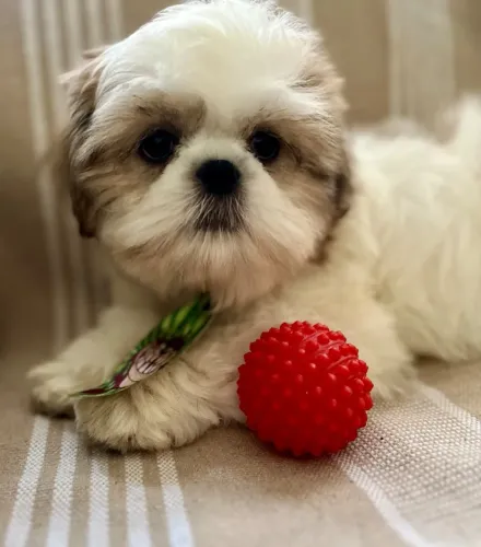 Shih Tzu filhote