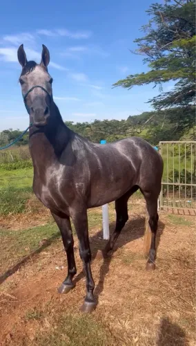 Cavalo mangalarga marchador 