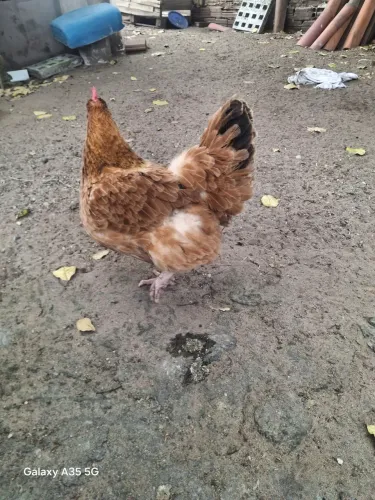 Galinha 