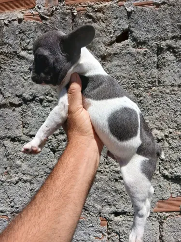 Bulldog Francês Blue Pied 