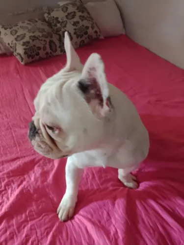Bulldog Francês
